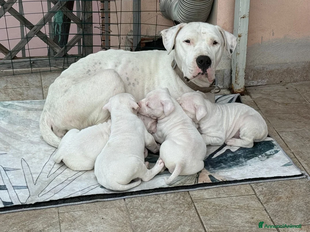 Dogo Argentino cani in vendita: Cuccioli dogo argentino  - Annuncio 2