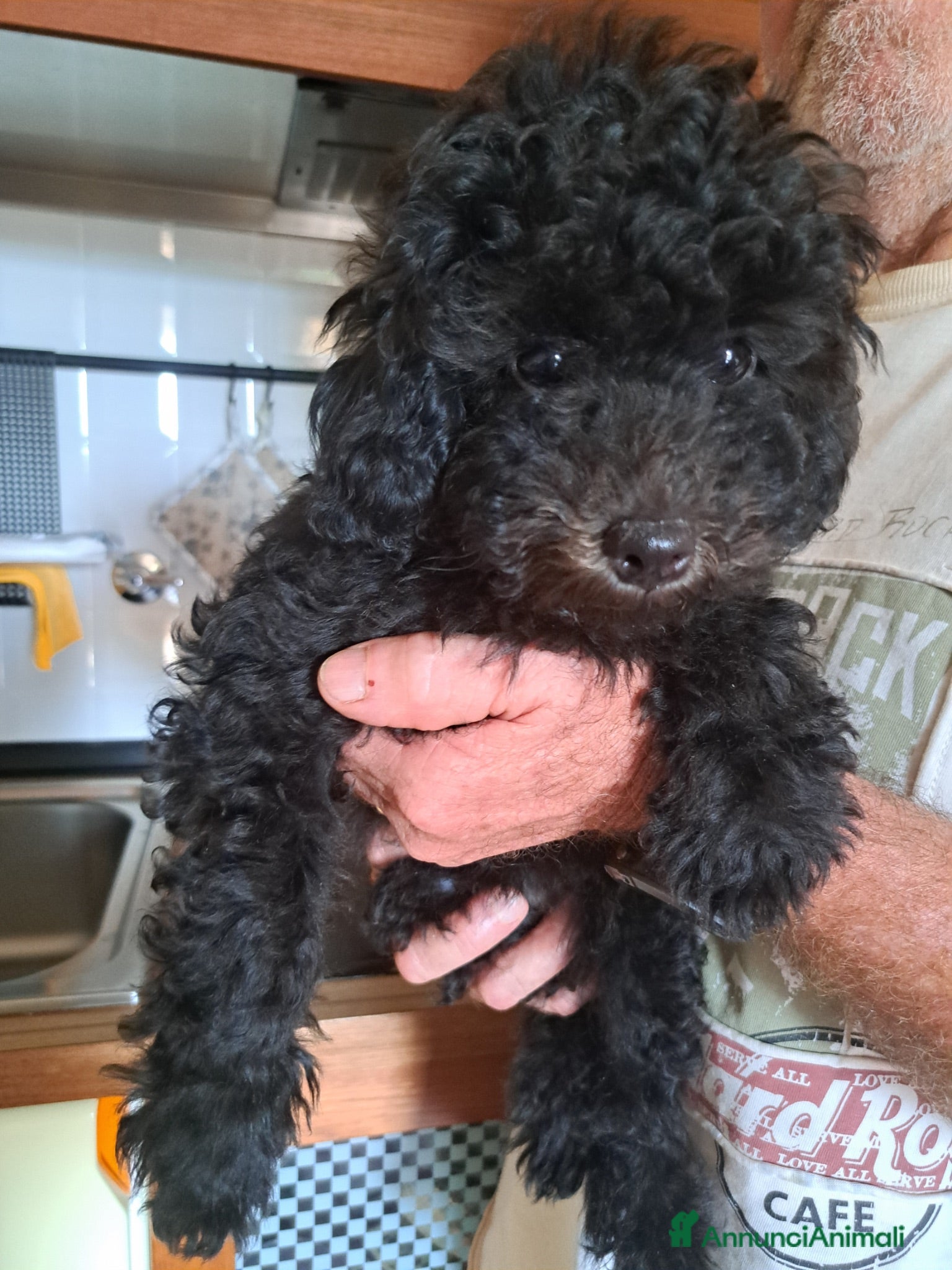 Barboncino cani Cuccioli di barboncino piccola taglia - Annuncio 27