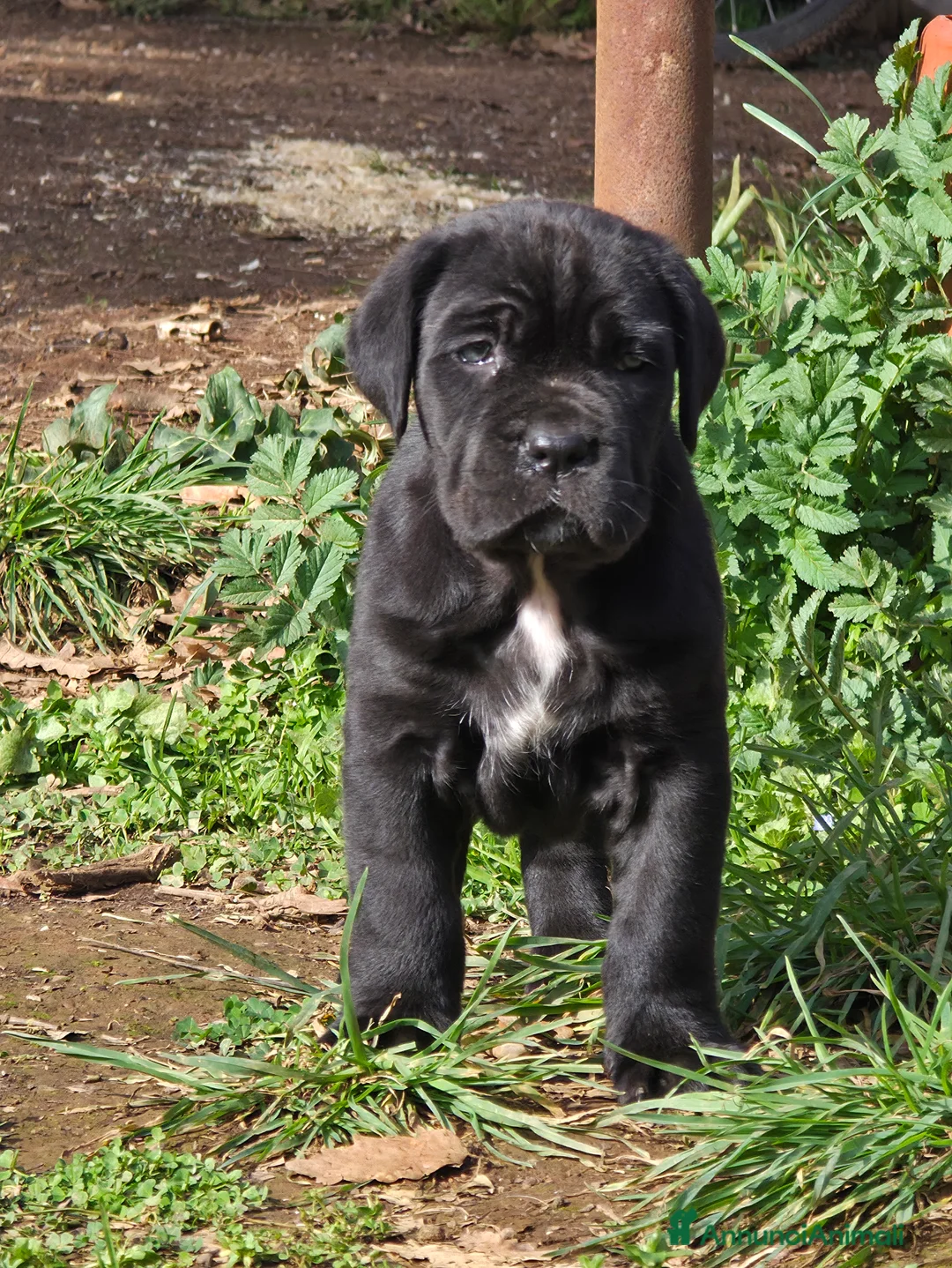Mastino Napoletano cani in vendita: Cuccioli di Mastino Napoletano - Annuncio 17
