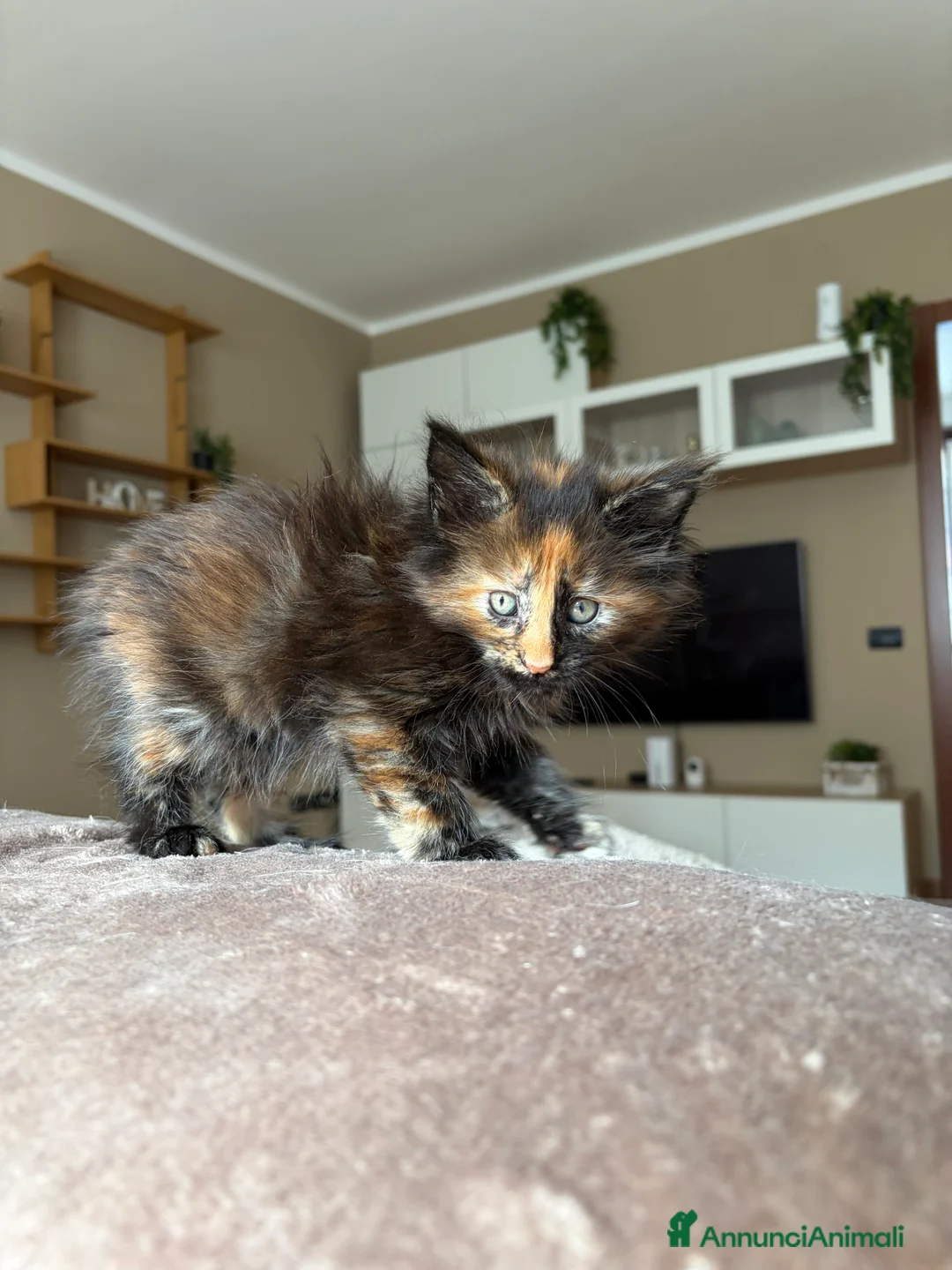 Maine Coon gatti in vendita: Stupendi Maine coon  - Annuncio 9