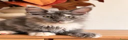 Maine Coon gatti in vendita: Allevamento Maine Coon Misty Woods - Annuncio 37