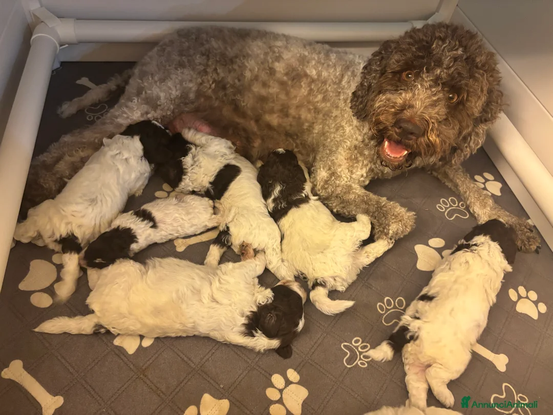 Lagotto cani in vendita: Cuccioli Lagotto Romagnolo  a Provincia di Perugia - Annuncio 2