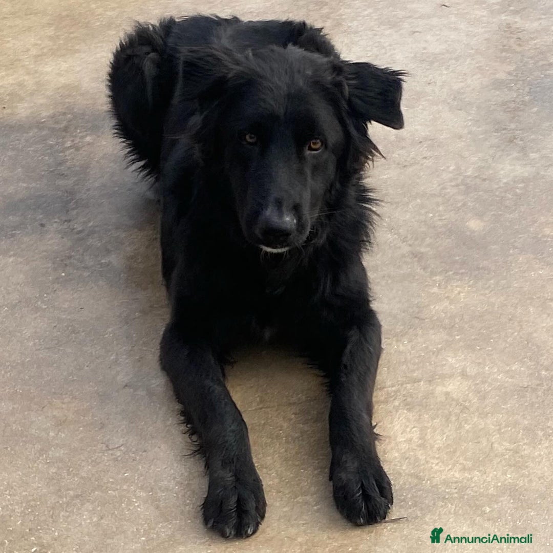 Altre razze cani in regalo: Anubi incrocio PASTORE BELGA in adozione a Latina - Annuncio 5