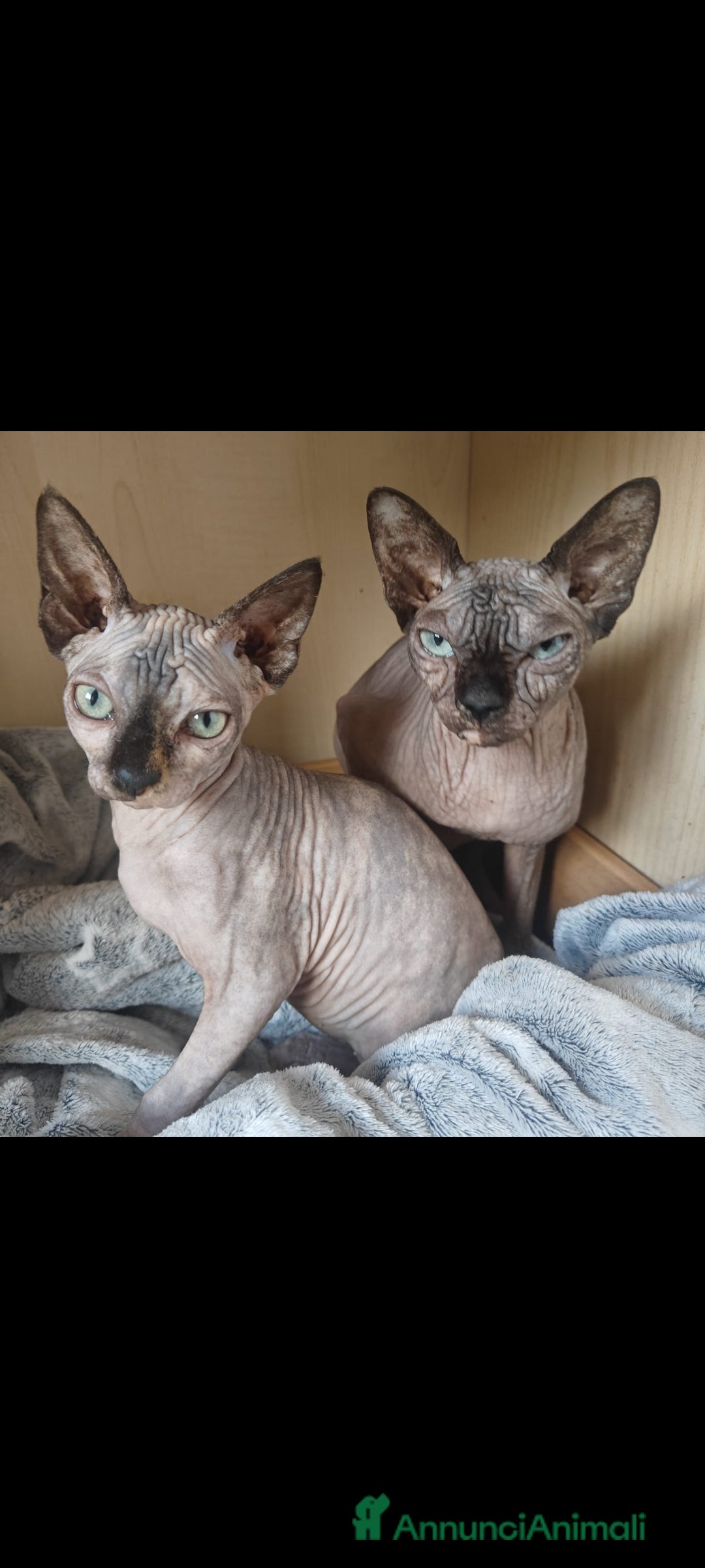 Sphynx gatti in vendita: Cucciola di canadian sphynx - Annuncio 8