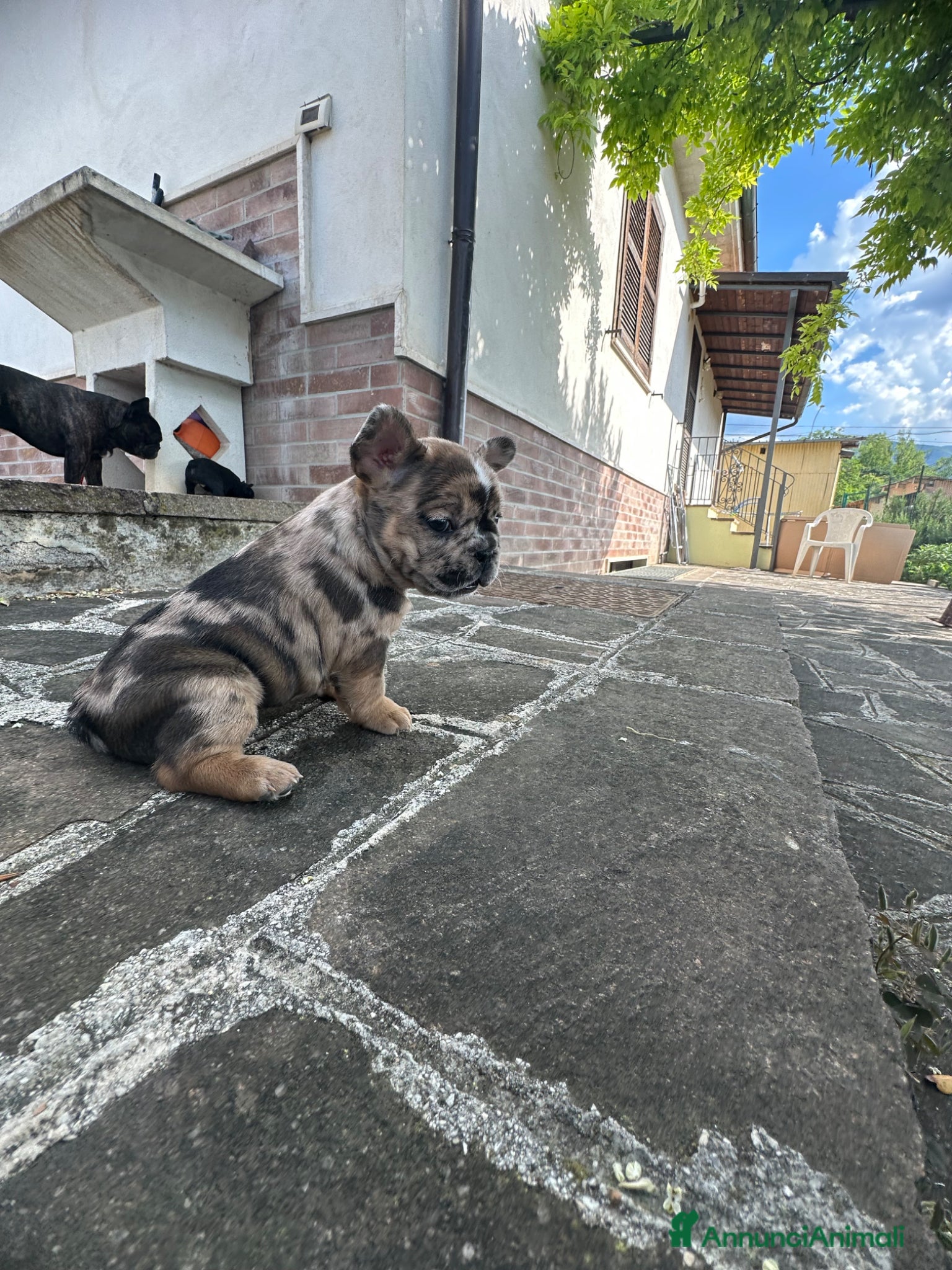 Bulldog Francese cani in vendita: bulldog francese blue occhi celesti, merlè, 2 nere - Annuncio 18