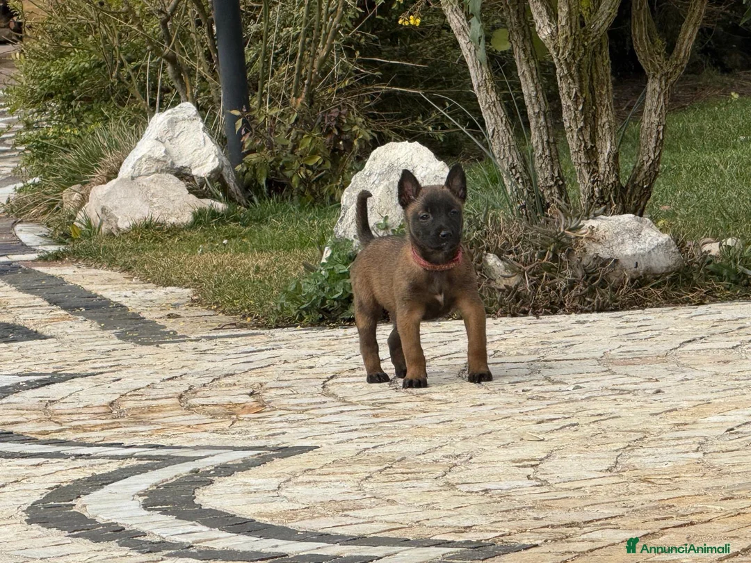 Pastore Belga cani in vendita: Splendidi cuccioli di Pastore Belga Malinois  - Annuncio 5
