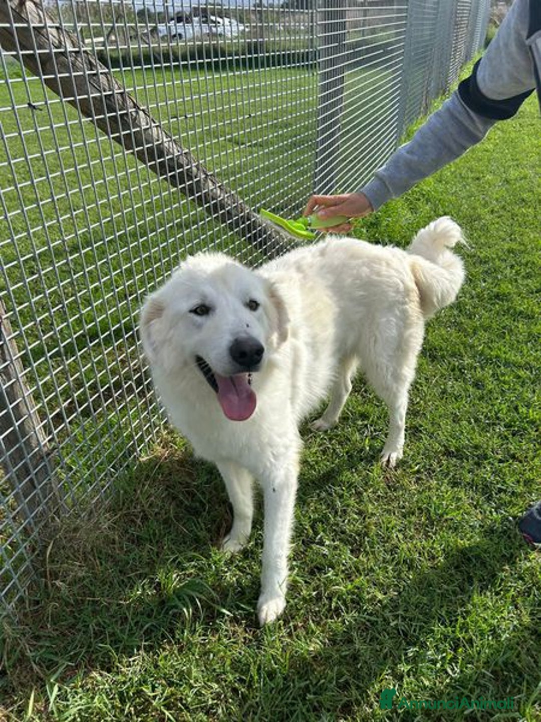 Pastore Maremmano cani in regalo: Spartaco, manto candido come il suo ❤️ - Annuncio 9