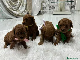 Meticcio cani Barboncini red - Annuncio 1