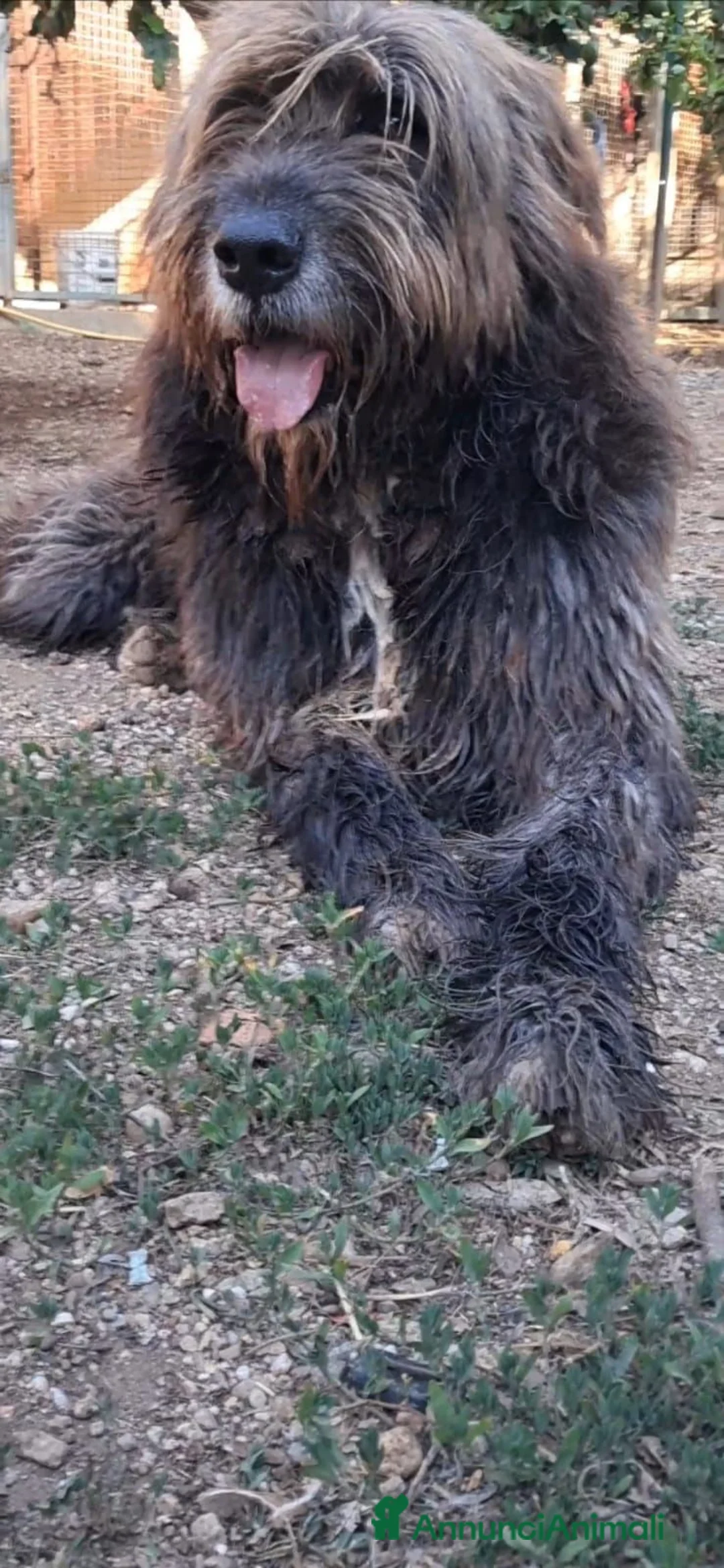 Meticcio cani in regalo:  Pastore Fonnese 3anni mollato,finito in canileSUD - Annuncio 2