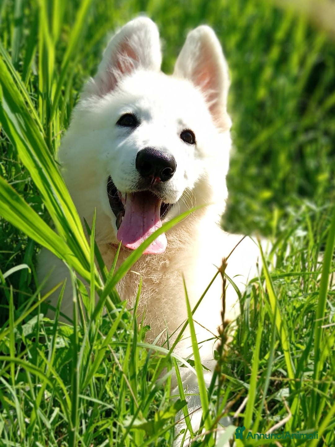 Pastore Svizzero cani in vendita: Ultimo cucciolo pelo lungo - Annuncio 3