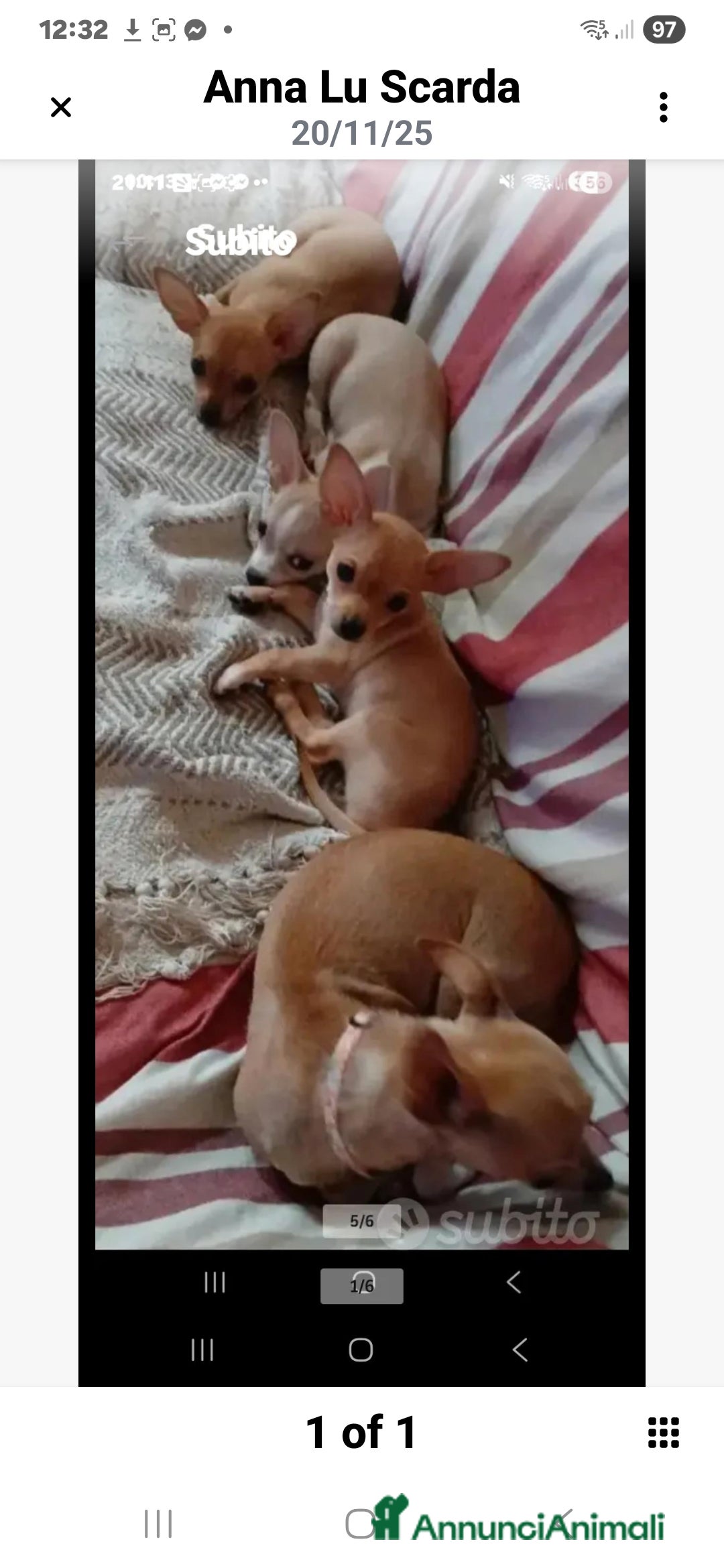 Chihuahua cani in vendita: Cuccioli di Chihuahua - Annuncio 18