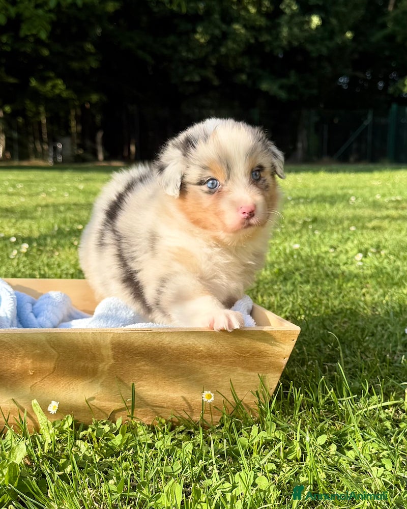 Australian Shepherd cani Cuccioli Australian Shepherd / Pastore Australiano - Annuncio 1