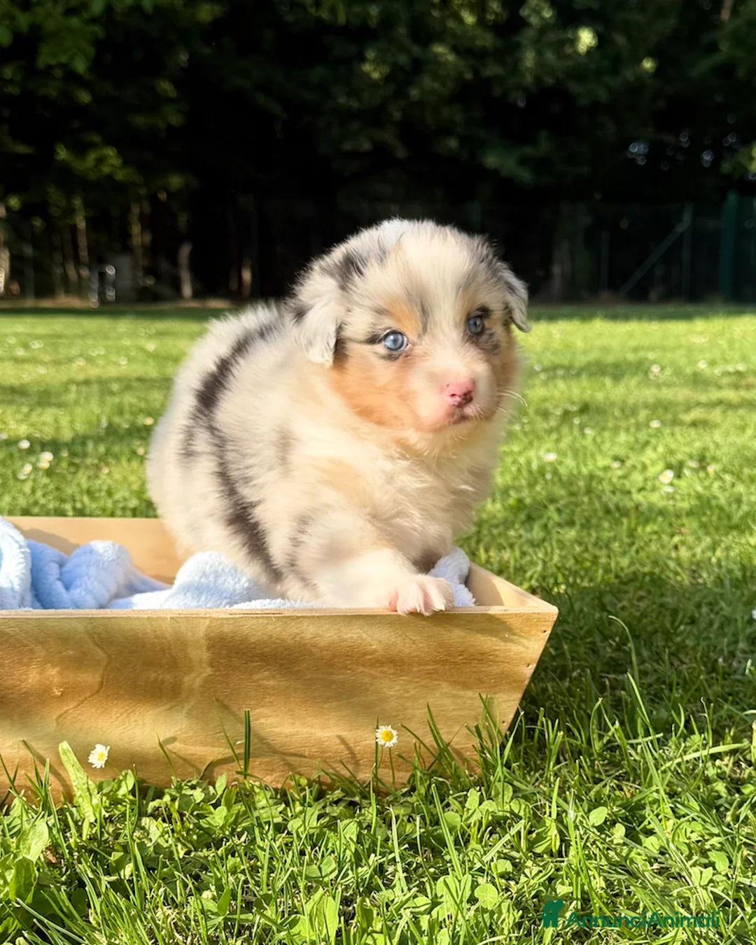 Australian Shepherd cani in vendita: Cuccioli Australian Shepherd / Pastore Australiano - Annuncio 1