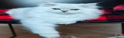 Persiano gatti in vendita: Persiani Chinchillà  - Annuncio 9