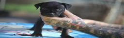 Pitbull cani in vendita: Cuccioli Pit Bull con pedigree anche a rate - Annuncio 23