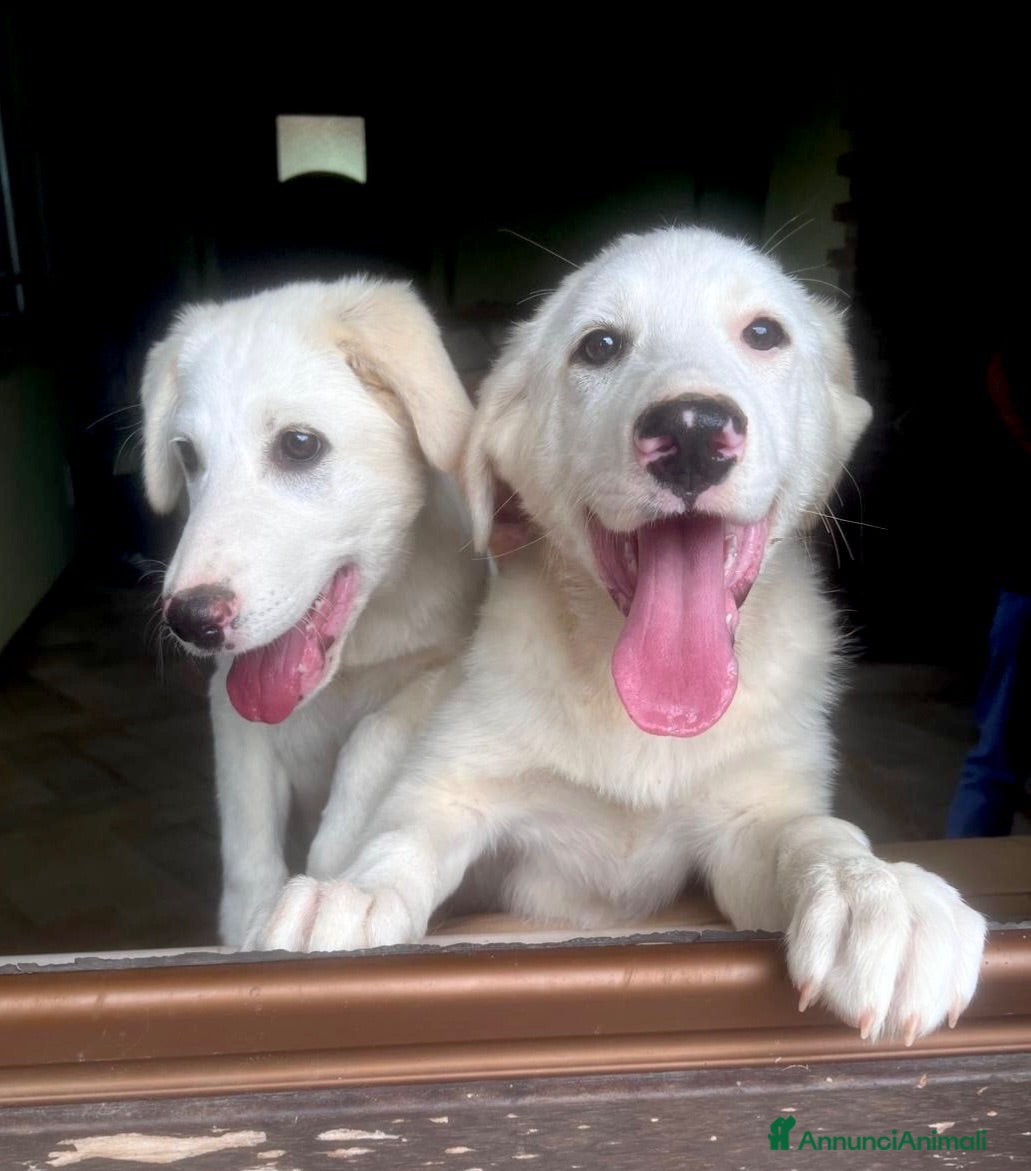 Meticcio cani Cucciole 3 mesi e mezzo vaccinate - Annuncio 1