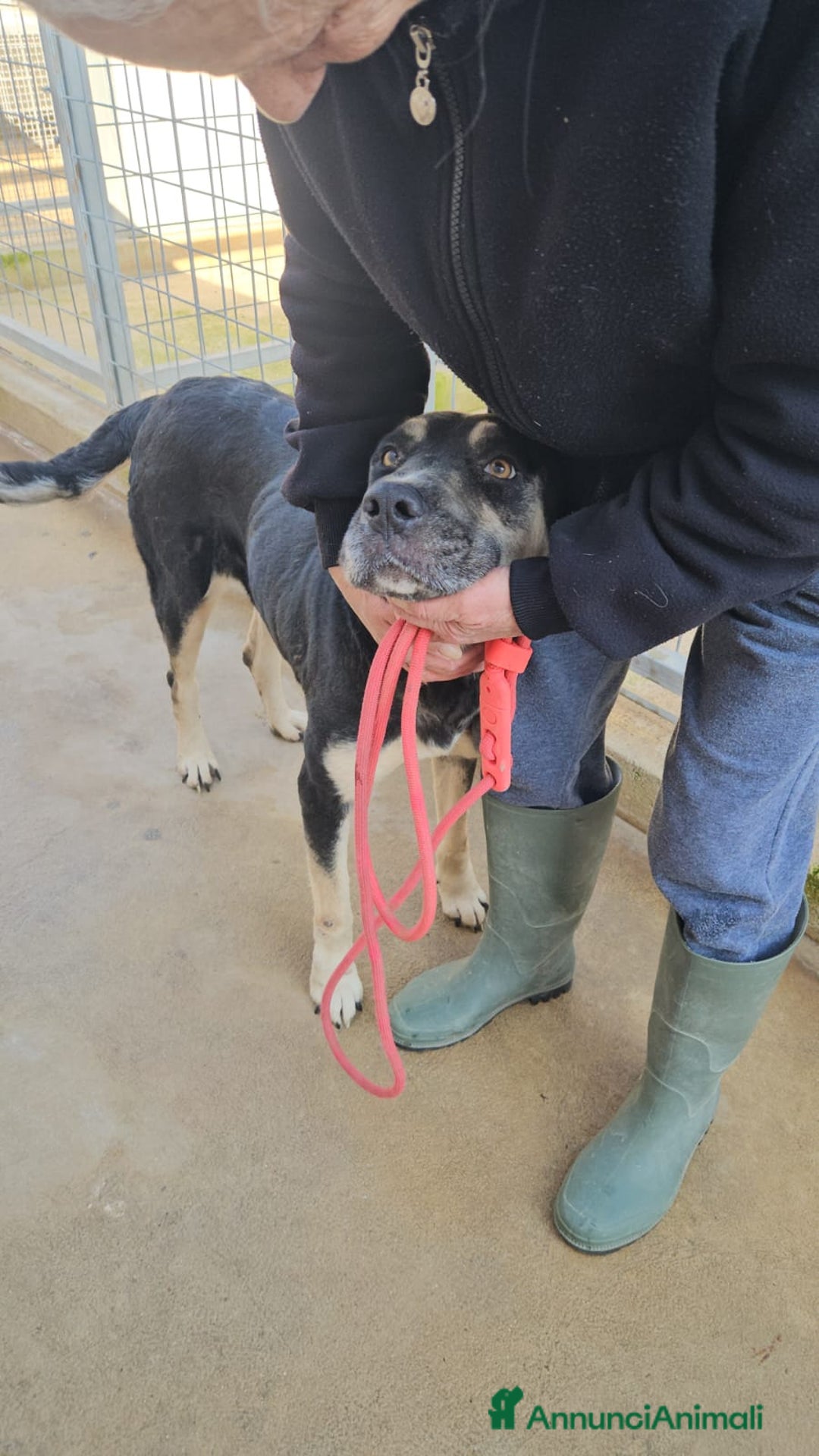 Meticcio cani in regalo: Fabrizia: taglia grande, dolce ed equilibrata  - Annuncio 3