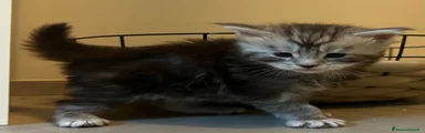 Maine Coon Gattino 3