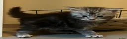 Maine Coon gatti in vendita: Maine coon con pedigree  - Annuncio 5