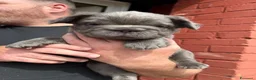 Bulldog Francese cani in vendita: Splendidi cuccioli di Bulldog francese a Città metropolitana di Milano - Annuncio 6