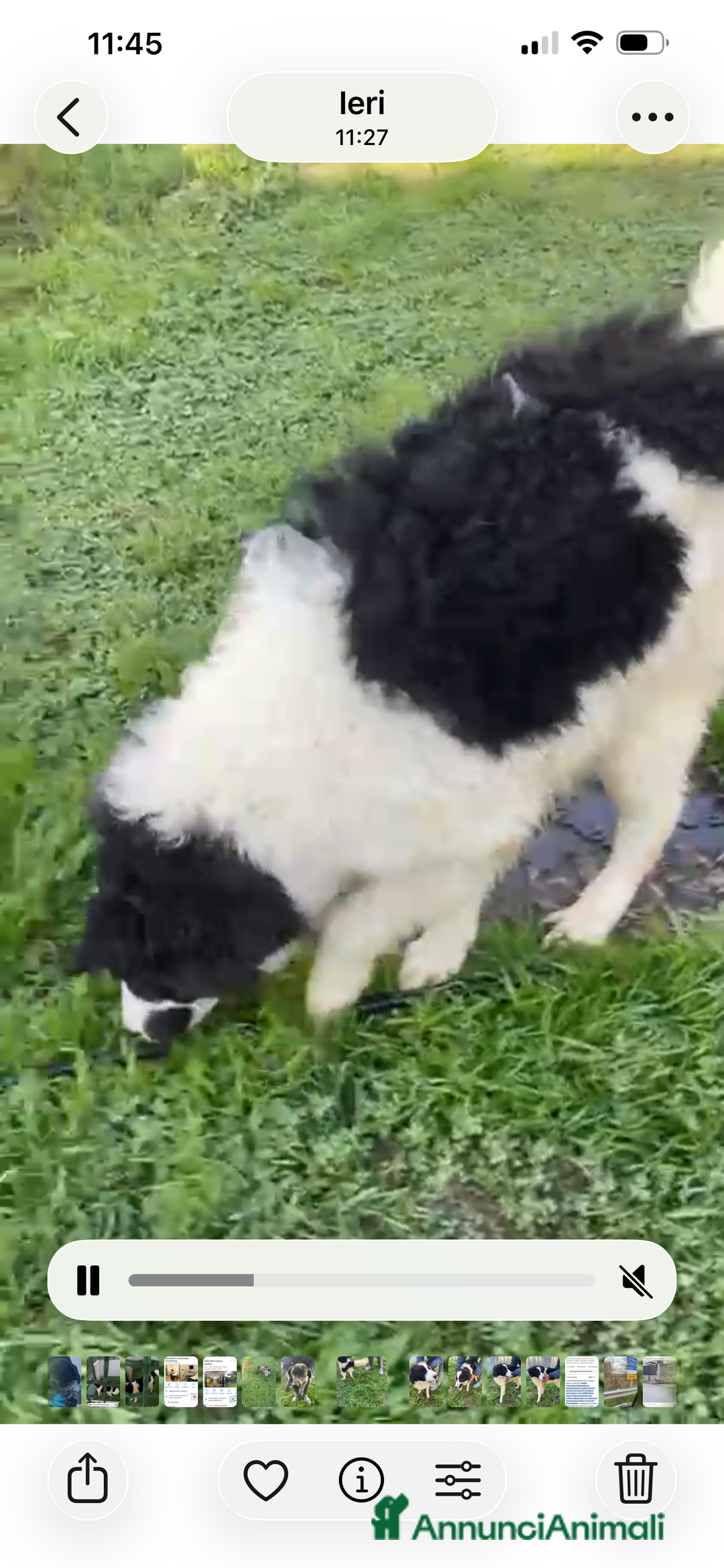 Border Collie cani in regalo: IL DOLCISSIMO SUGAR CERCA CASA - Annuncio 6