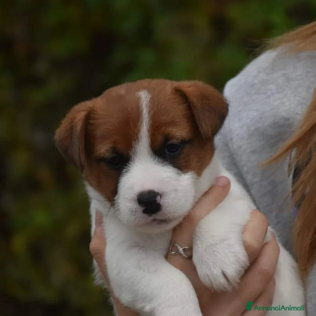 Immagine della galleria {{count}}