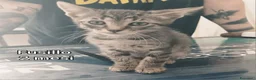 Meticcio gatti in regalo: GATTINI ADORABILI IN CERCA D'AMORE  a Città Metropolitana di Bologna - Annuncio 12