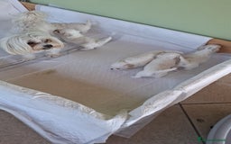 Maltese cani in vendita: Due femmine è un maschietto a Provincia di Brescia - Immagine 2
