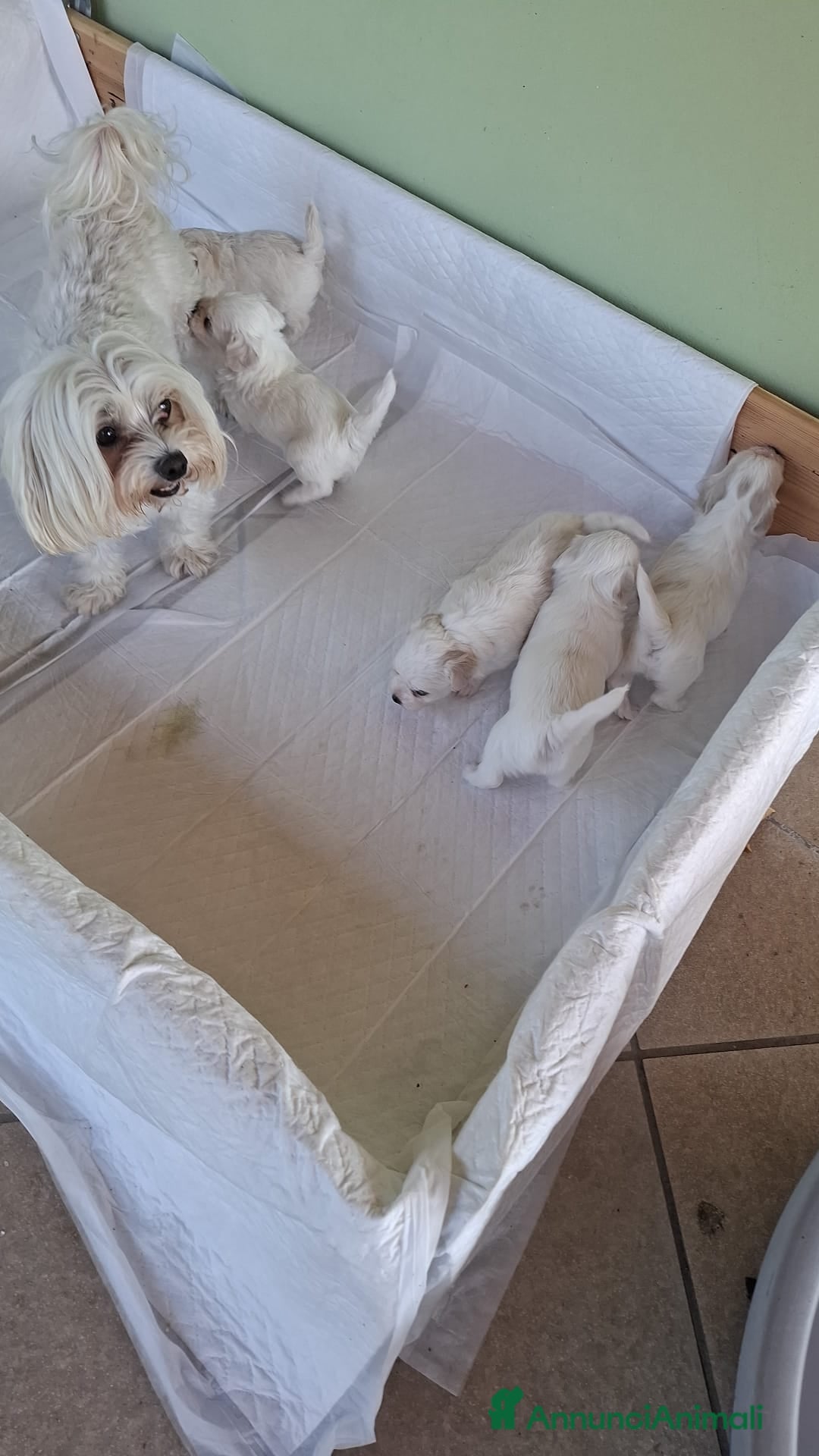 Maltese cani in vendita: Due femmine è un maschietto a Provincia di Brescia - Immagine 2