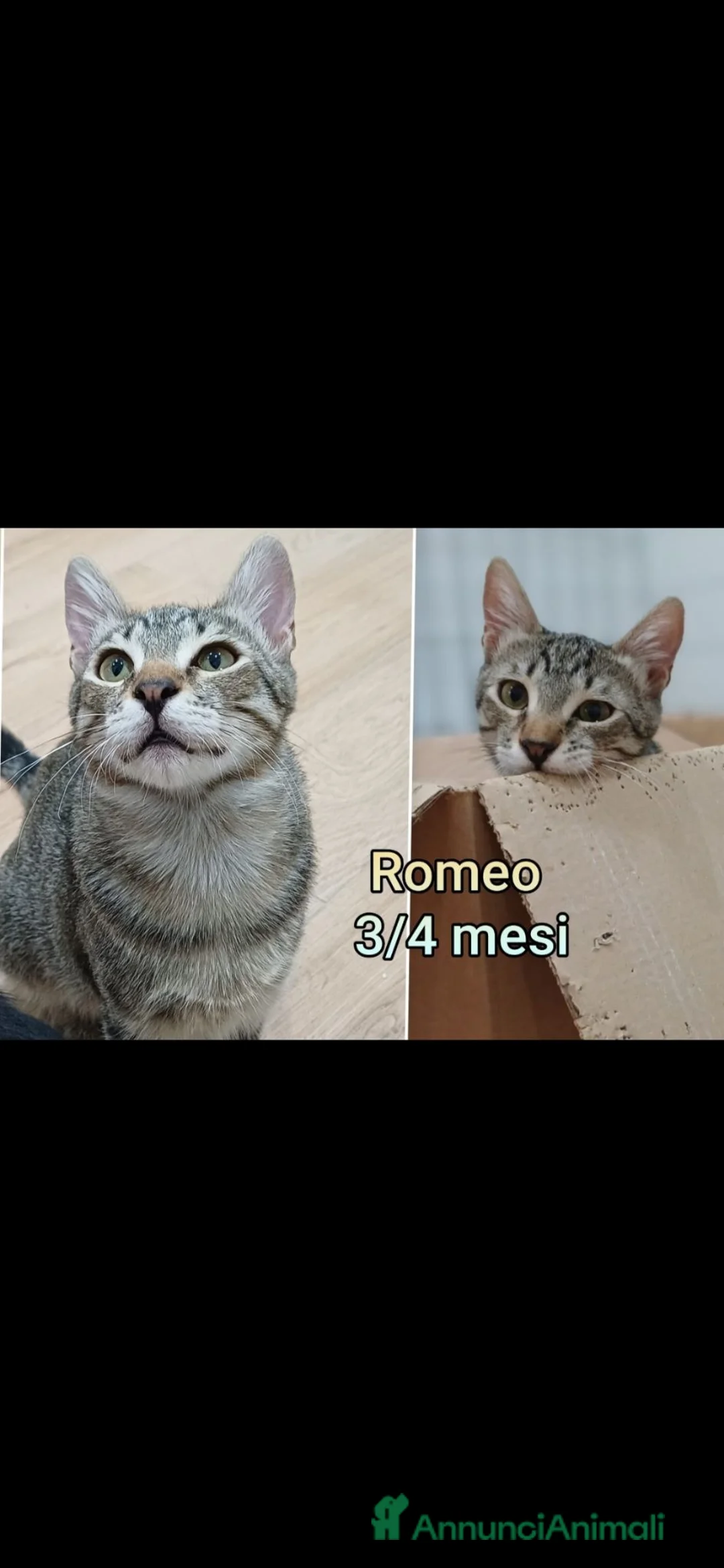 Altre razze gatti in regalo: MICINI URGENTE! TEMPO SCADUTO! a Provincia di Arezzo - Annuncio 2