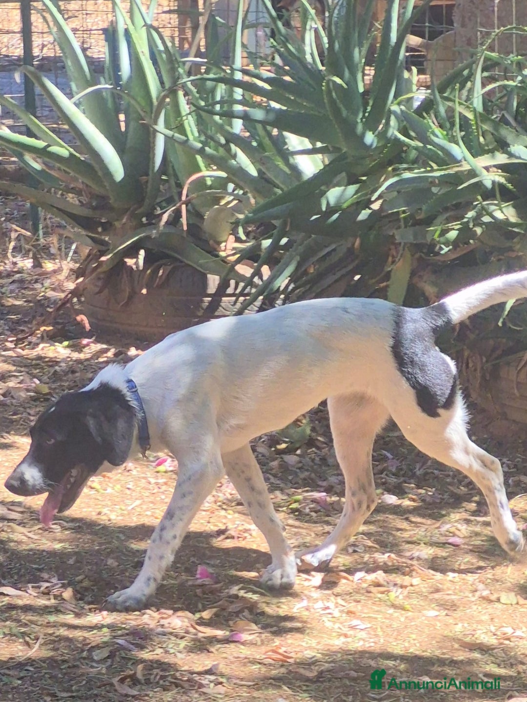 Meticcio cani in regalo: MAYA,ADATTA A TUTTI, NESSUNO CHIAMA PER LEI!!! - Annuncio 5