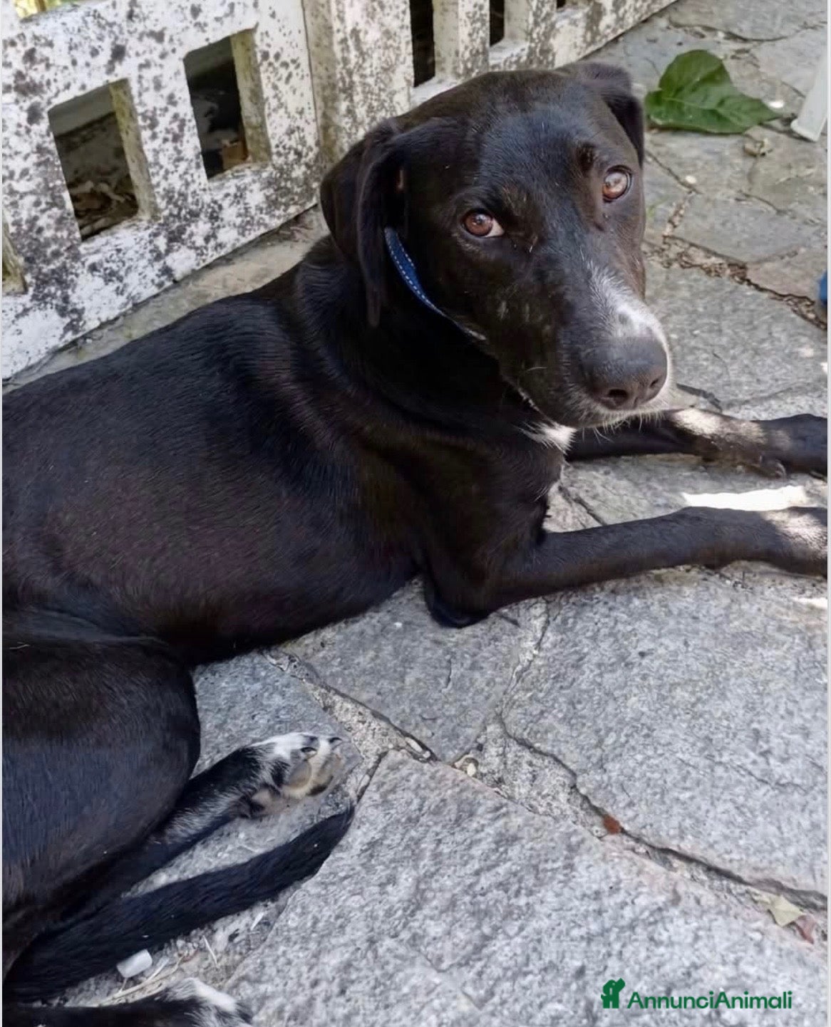 Meticcio cani Rapunzel - Annuncio 15