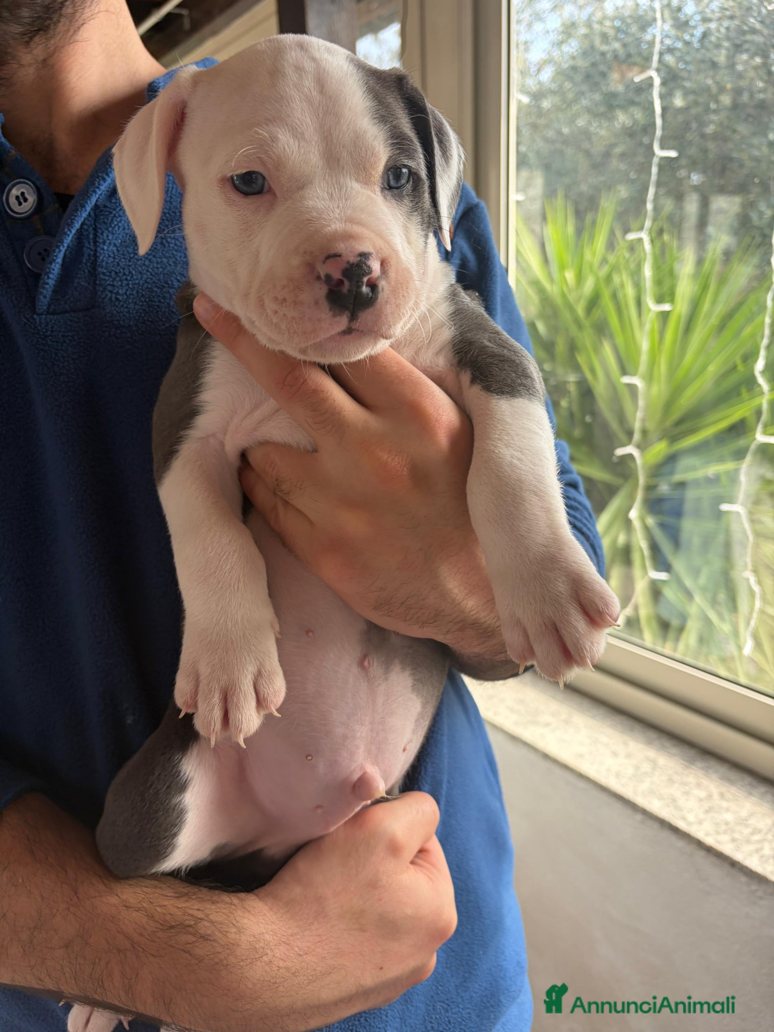 Pitbull cani Cuccioli pitbull  - Annuncio 2