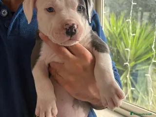Pitbull cani Cuccioli pitbull - Annuncio 2