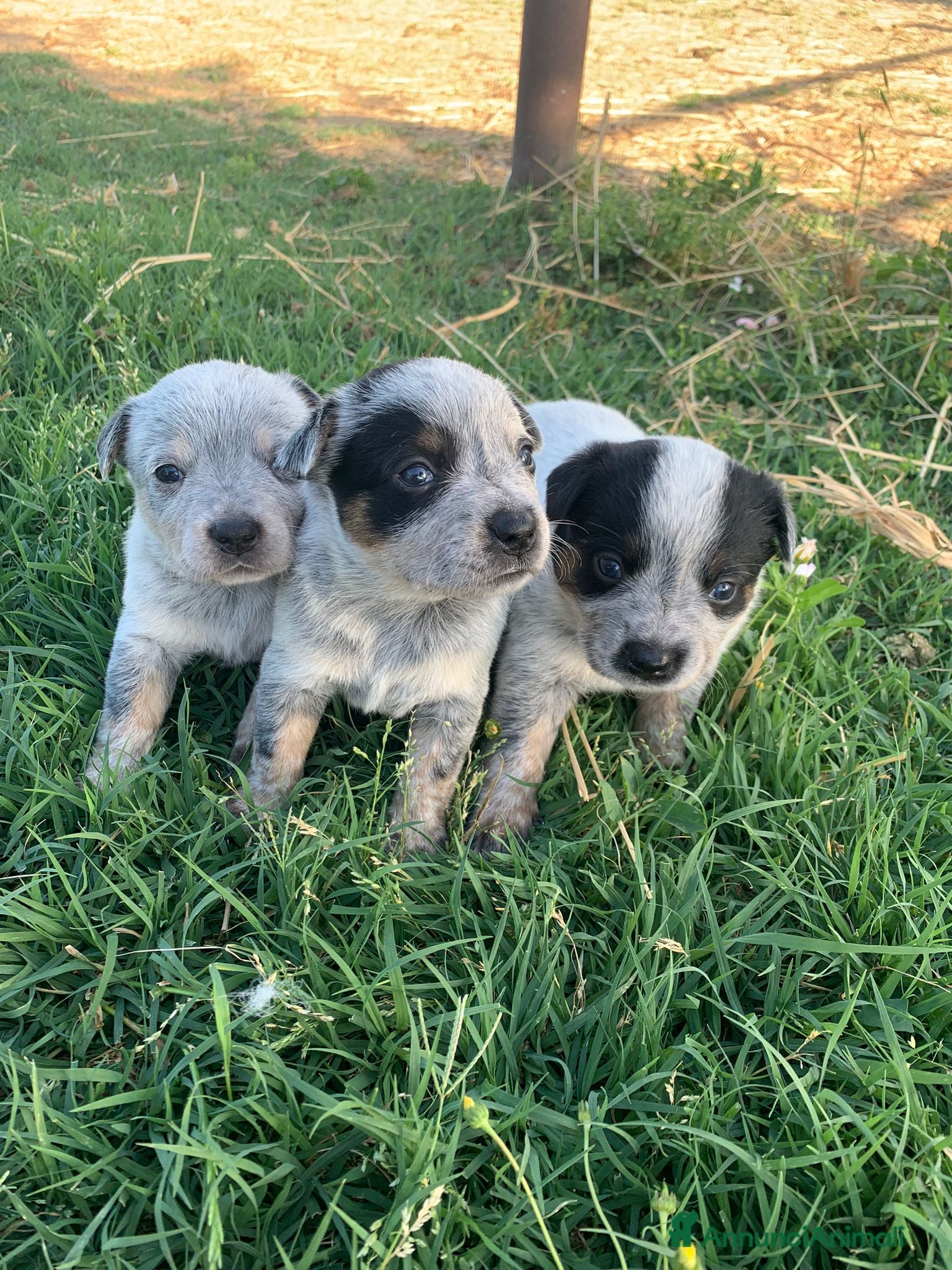Australian Cattledog cani Splendidi cuccioli di Australian Cattle Dog  - Annuncio 1