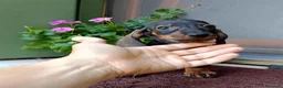 Bassotto cani in vendita: Bassotta pelo corto nana con pedigree  - Annuncio 4