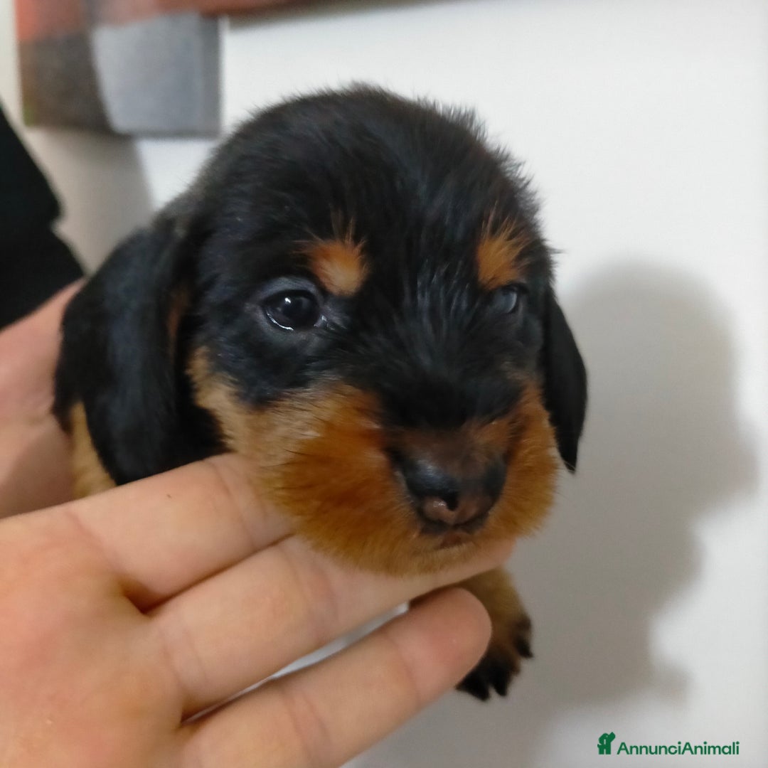 Bassotto cani in vendita: Bassotto tedesco a pelo duro  - Annuncio 2