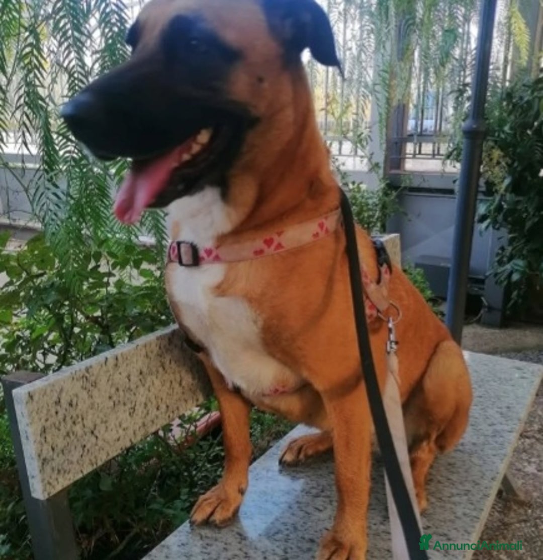 Meticcio cani in regalo: Gaia mix Malinois 3anni sola tutto il giornoNAPOLI a Città metropolitana di Milano - Annuncio 5