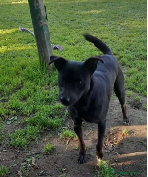 Meticcio cani Peppino nero 4anni URGENTE CASA O STALLO.NAPOLI a Città metropolitana di Milano - Annuncio 19