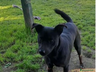 Meticcio cani Peppino nero 4anni URGENTE CASA O STALLO.NAPOLI a Città metropolitana di Milano - Annuncio 10