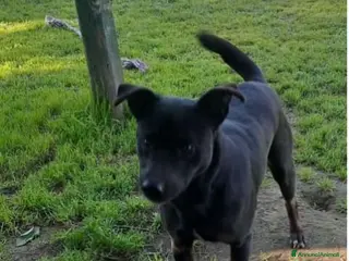 Meticcio cani Peppino nero 4anni URGENTE CASA O STALLO.NAPOLI a Città metropolitana di Milano - Annuncio 39