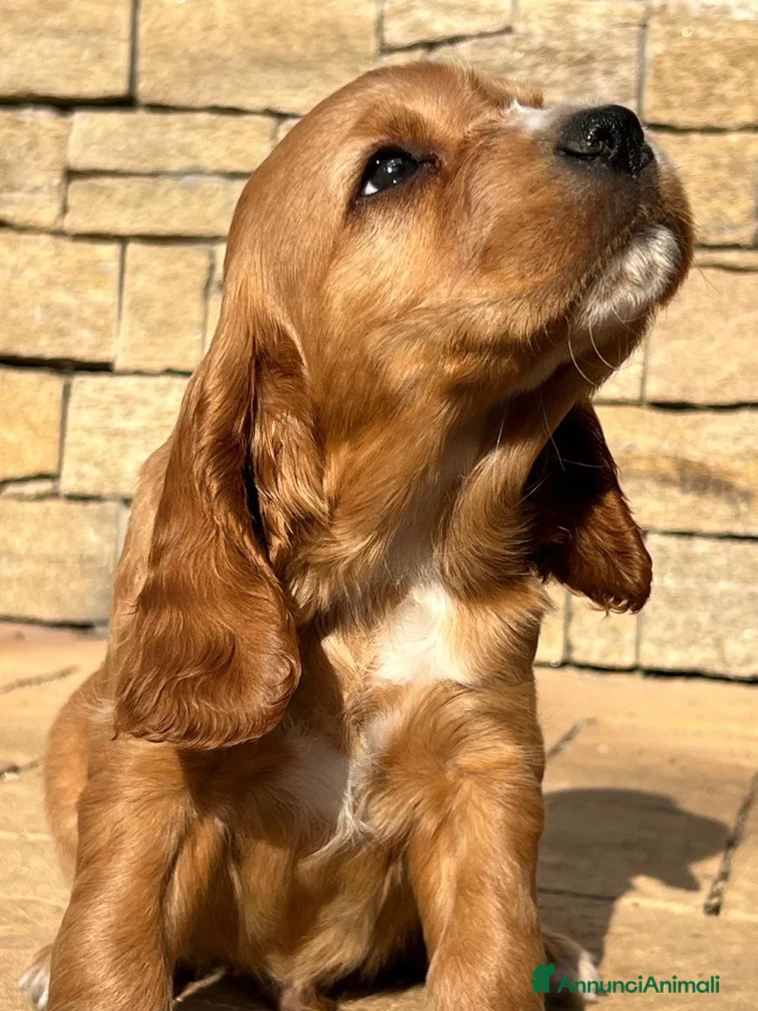 Cocker cani in vendita: Cucciolo Cocker Spaniel maschio fulvo – 3 mesi - Annuncio 11