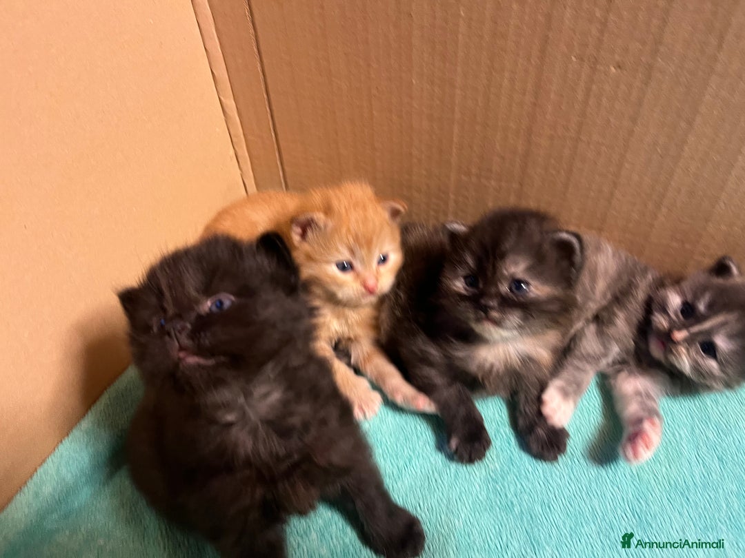 Siberiano gatti in vendita: Gattini siberiani  - Annuncio 18