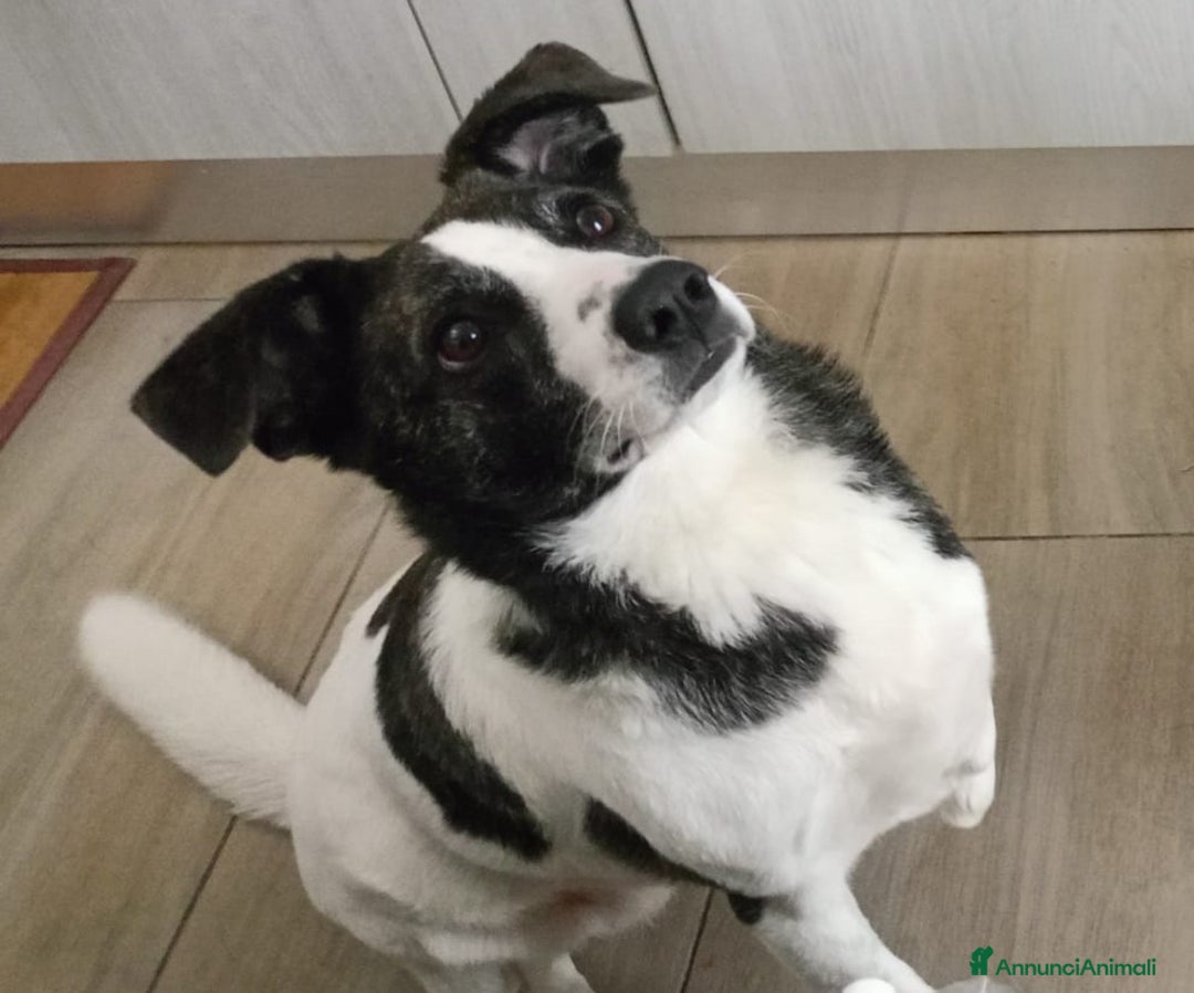 Meticcio cani in regalo: Luce 3anni TRIPODE,STALLO FINITO URGE AIUTO! NUORO - Annuncio 1