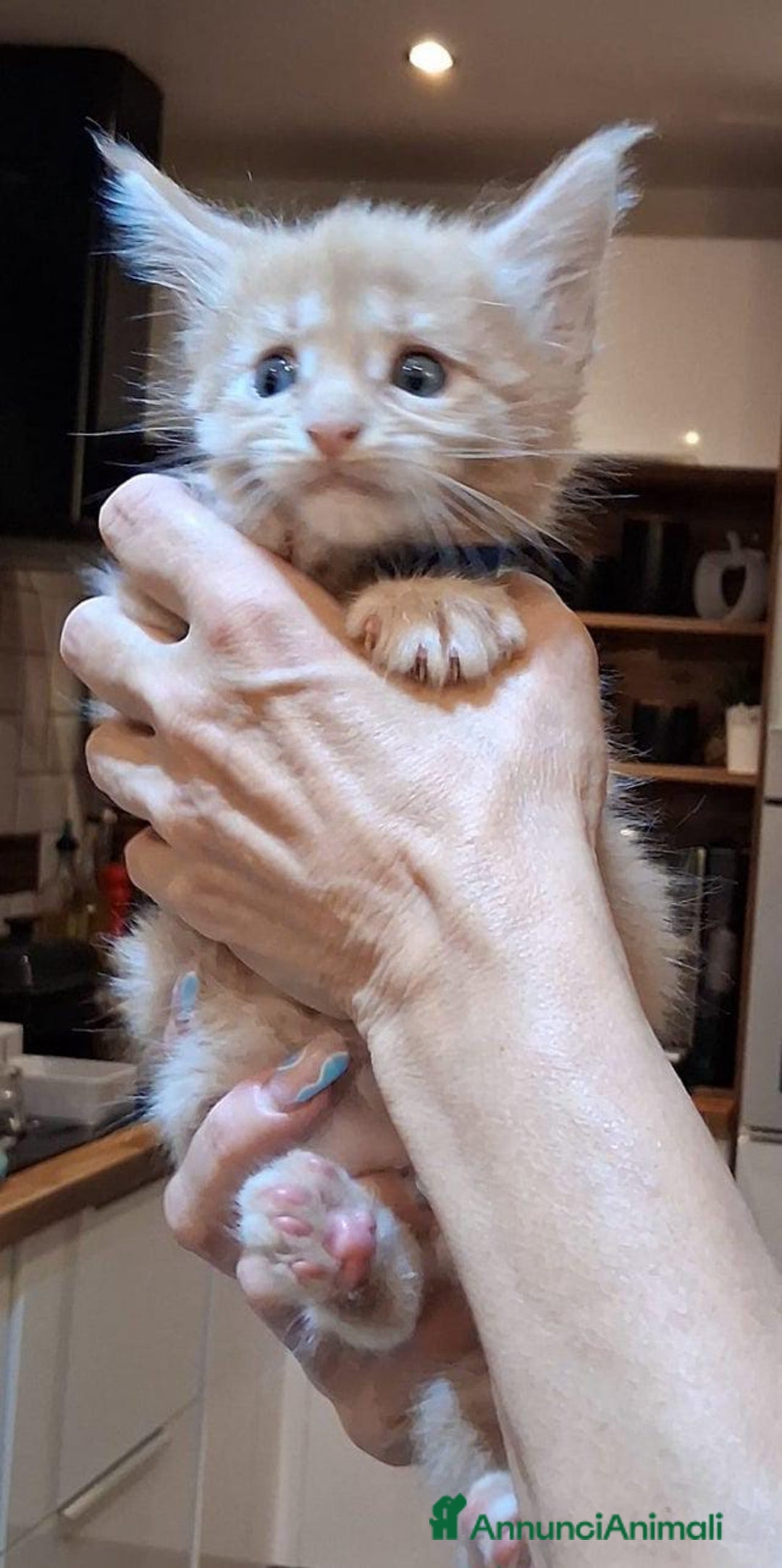 Maine Coon gatti in vendita: Maine coon pedigree - Annuncio 3