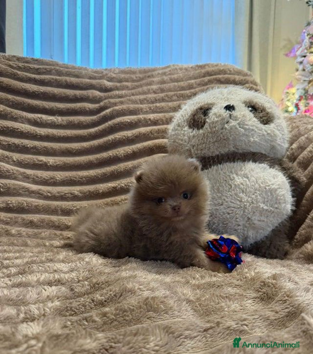 Volpino Pomerania cani in vendita: Bella ragazza pomerania lasciata - Annuncio 3