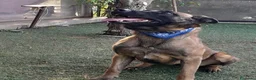 Pastore Belga cani in regalo: Akila, splendida Pastore Belga Malinois - Annuncio 4