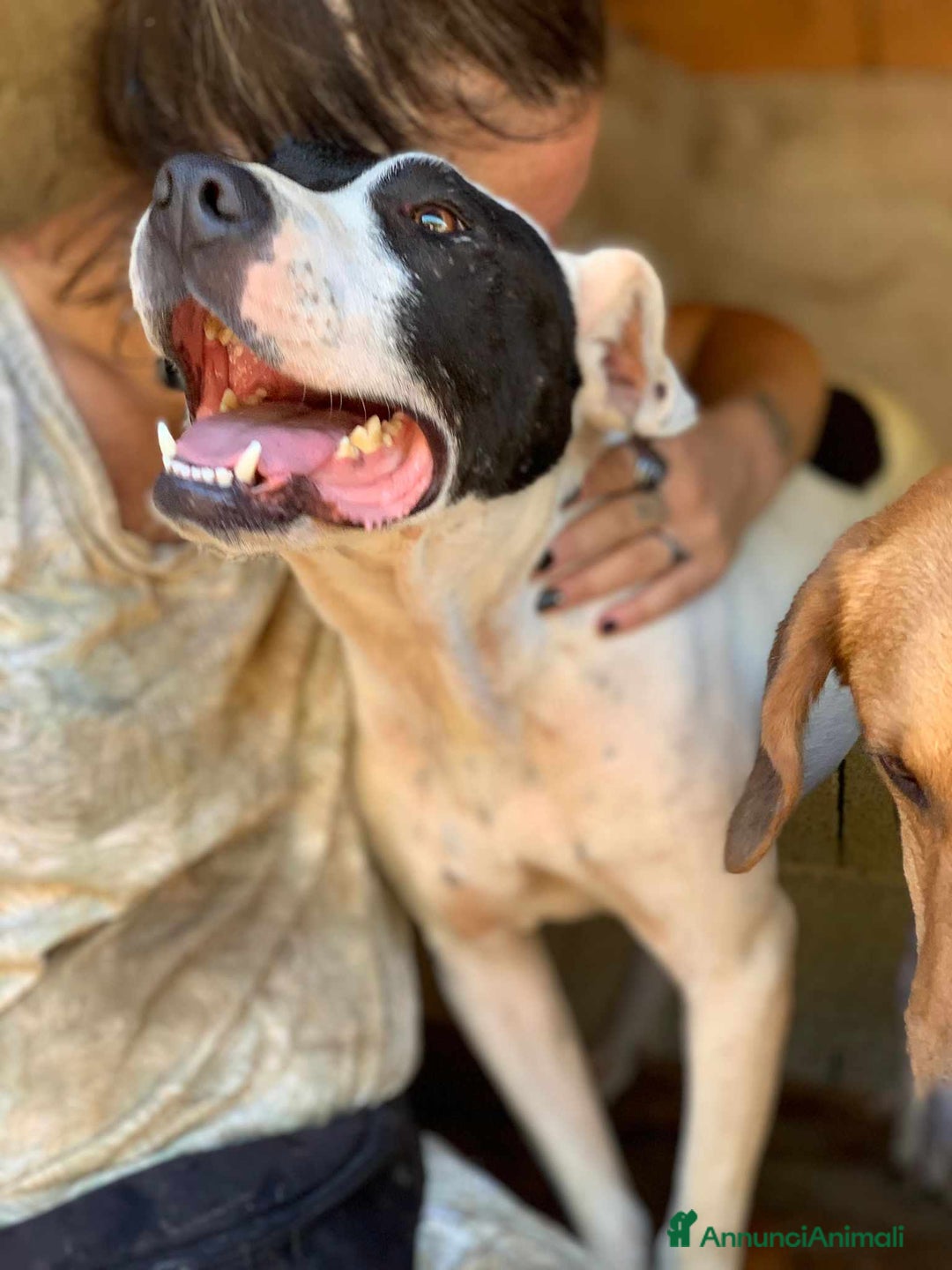 Meticcio cani in regalo: SPYKE, mix AMSTAFF super affettuoso - Annuncio 4