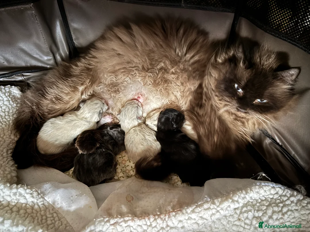 Siberiano gatti in vendita: Gattini siberiani ipoallergenici - Annuncio 2