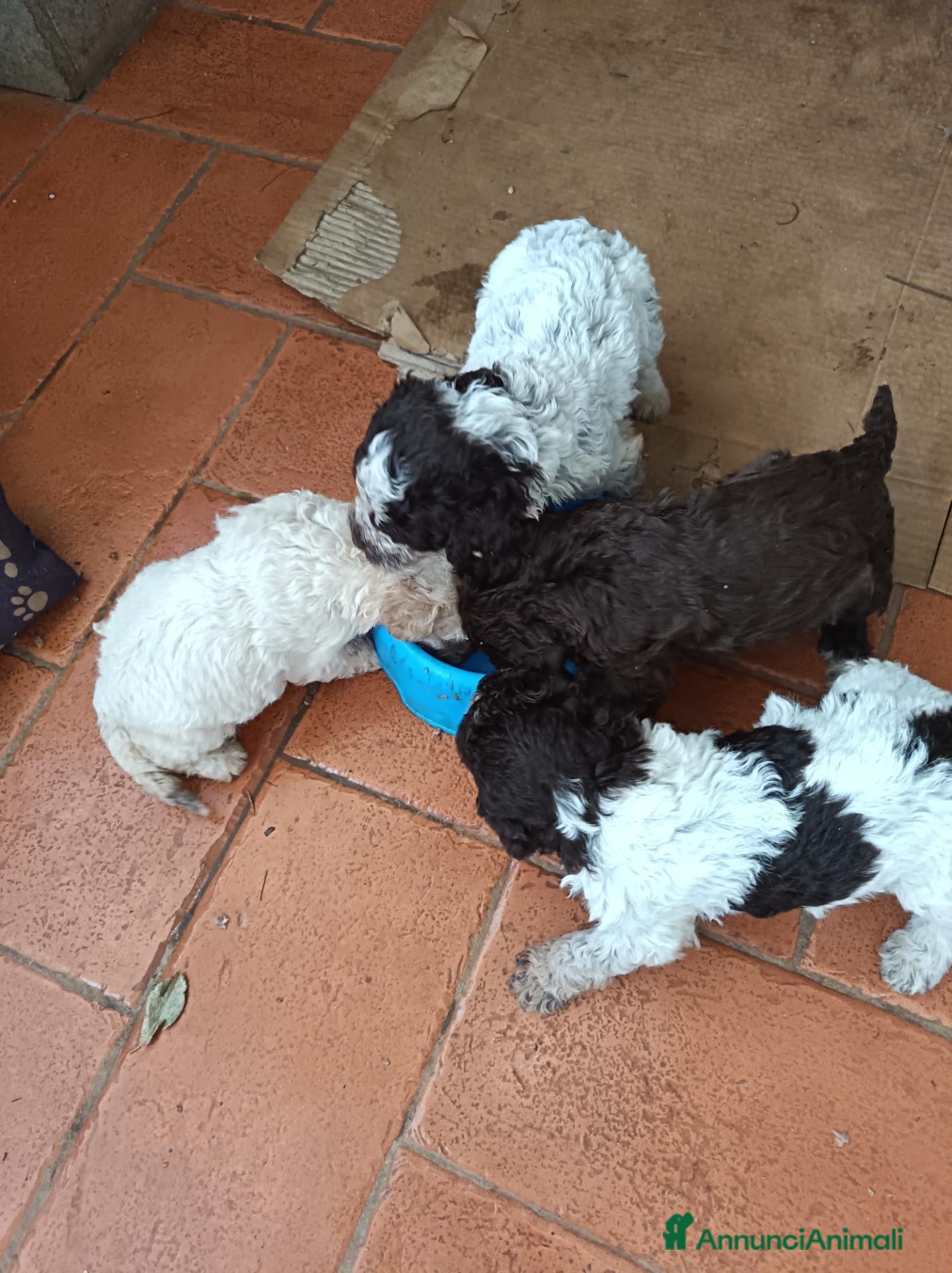 Lagotto cani Cuccioli di Lagotto Romagnolo - Annuncio 17
